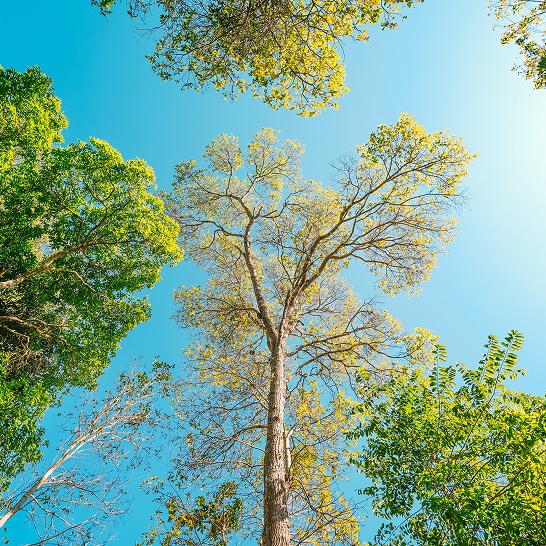 Image of trees shot from ground level
