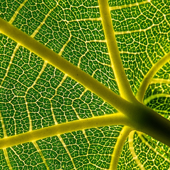 Zoomed in picture of the under side of a plant